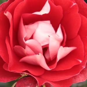 Онлайн магазин за рози - Рози Флорибунда - червено - бял - Pоза Пикасо - без аромат - Самюел Дара Макгриди IV - Трябва да бъде засадена в големи групи.